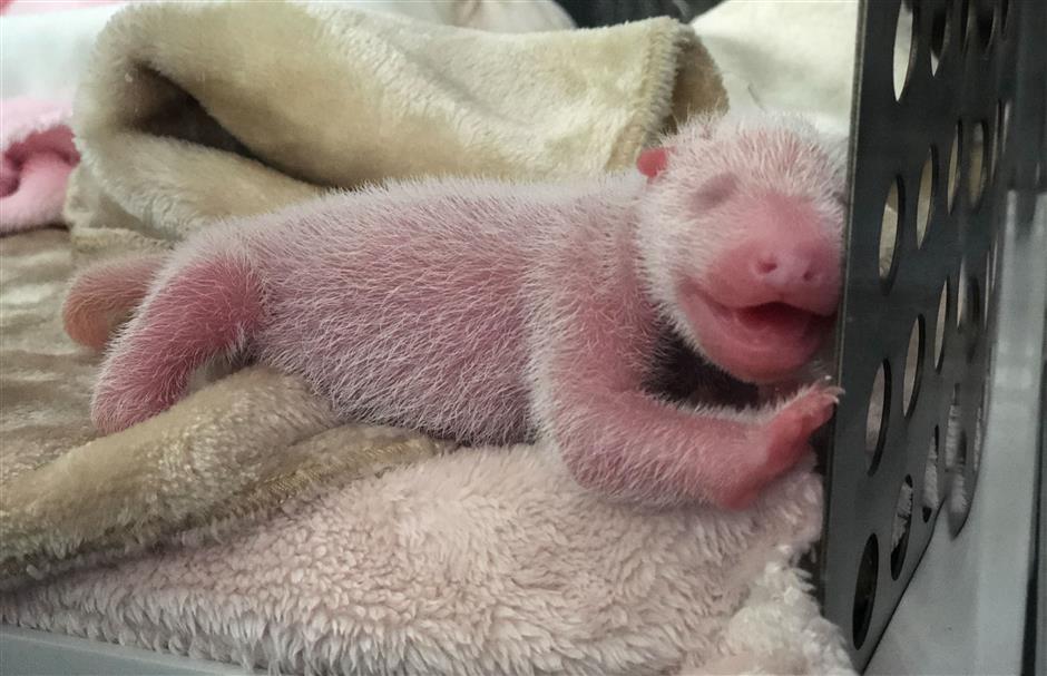 Panda twins born in southwest China