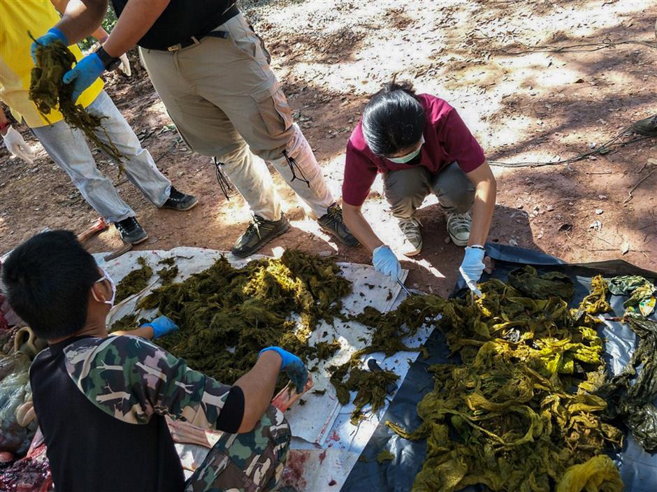 Thai plastic addiction: Deer dies after eating 7kg of bags