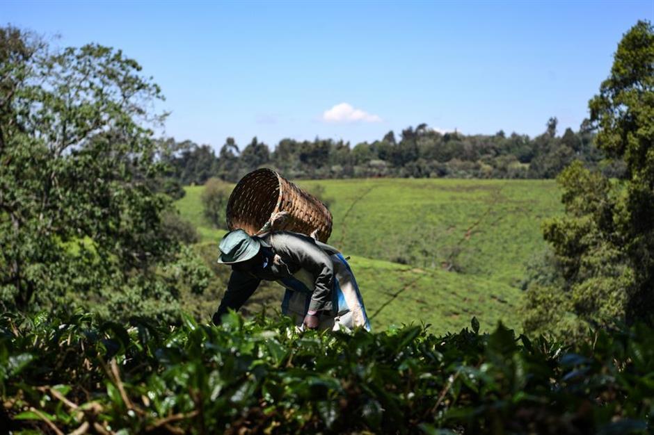 China instrumental in Africa's agriculture growth