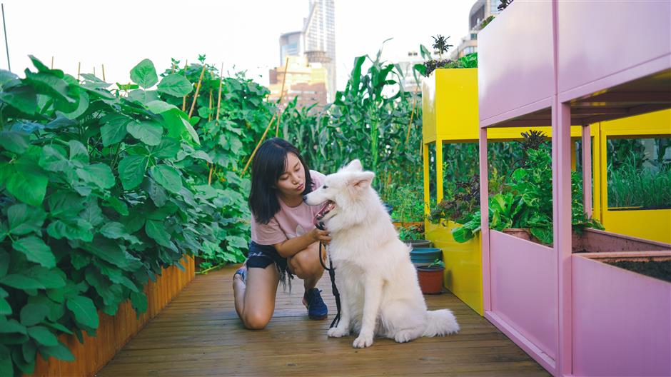 Sky farming brings peace and mindfulness to a busy city