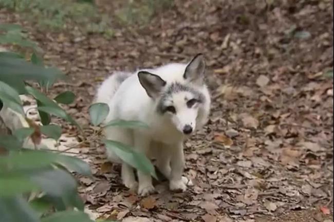 Blue fox without fear on Sheshan Hill