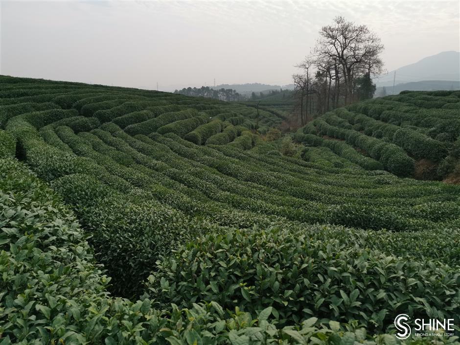 Black tea maker keeps tradition alive in Longwu