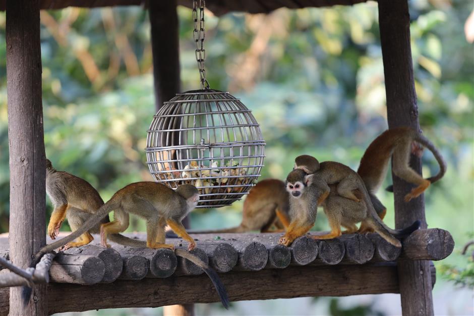 Wild animal park marking Year of the Rat