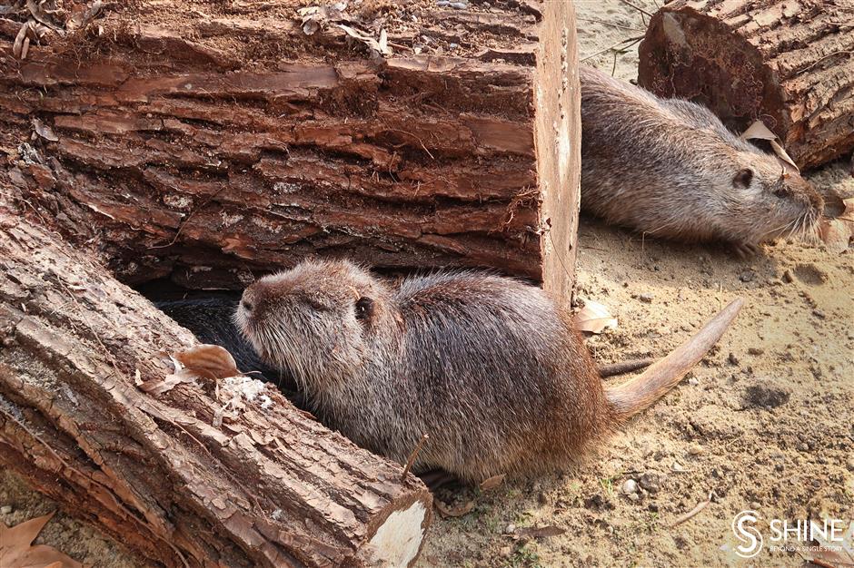 Shanghai Zoo ready to welcome Year of the Rat