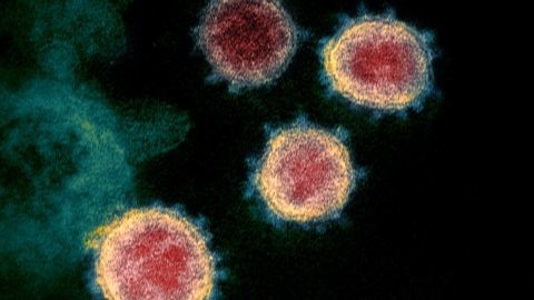 Scientists refute theories suggesting COVID-19 has no natural origin thumbnail