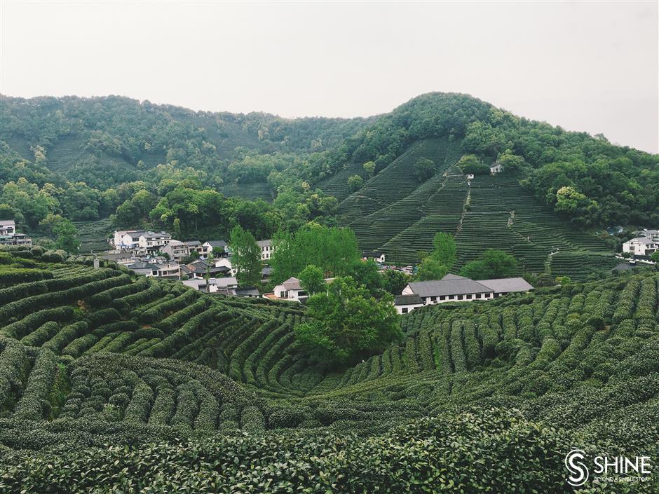 Virus complicates Hangzhou's tea harvest