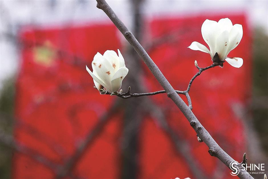 Shanghai begins to bloom in the spring air