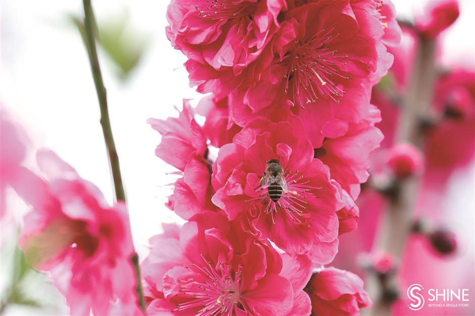 Shanghai begins to bloom in the spring air