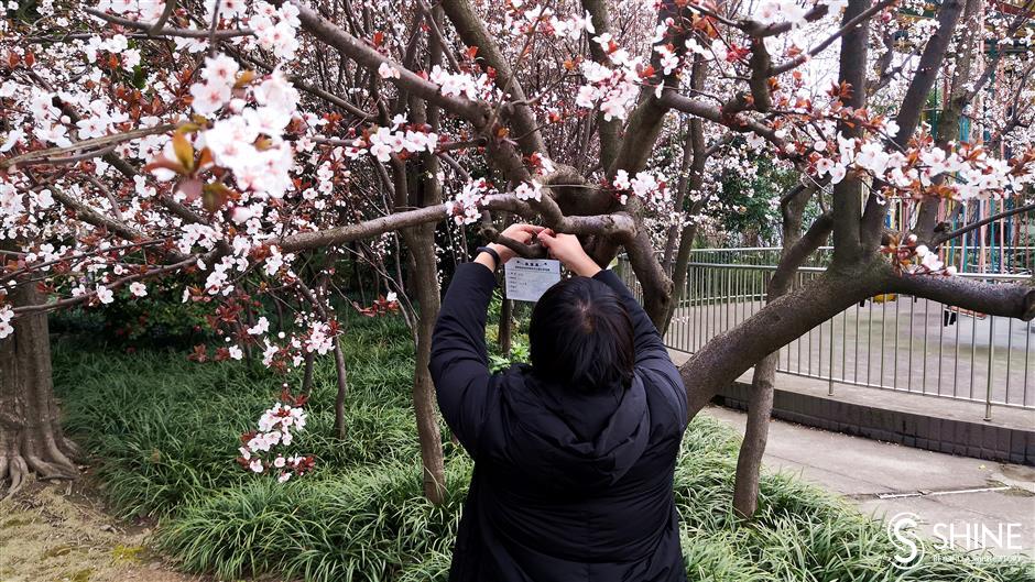 Tree adoption online as parks are closed