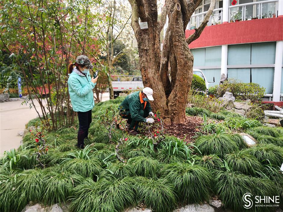 Tree adoption online as parks are closed