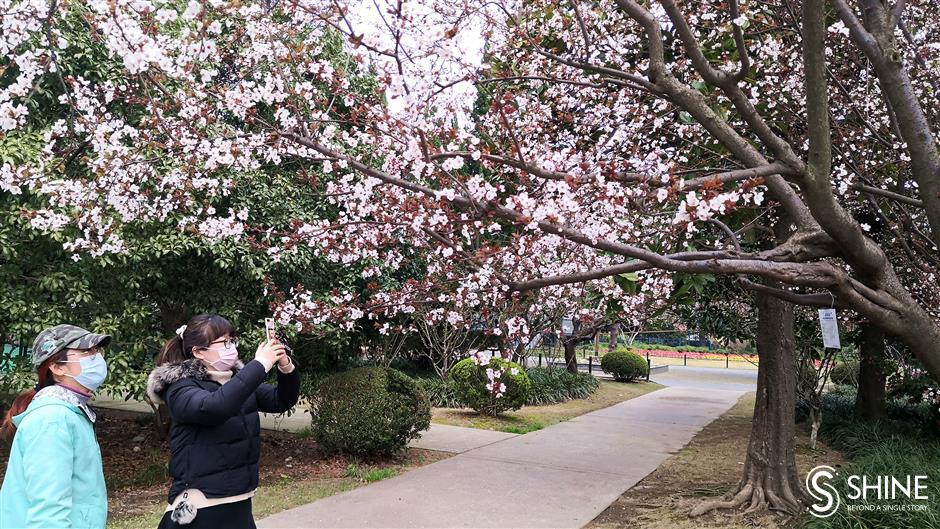 Tree adoption online as parks are closed
