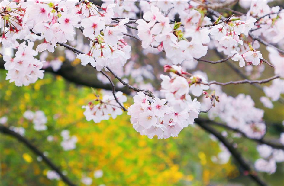 International flower show delayed until April