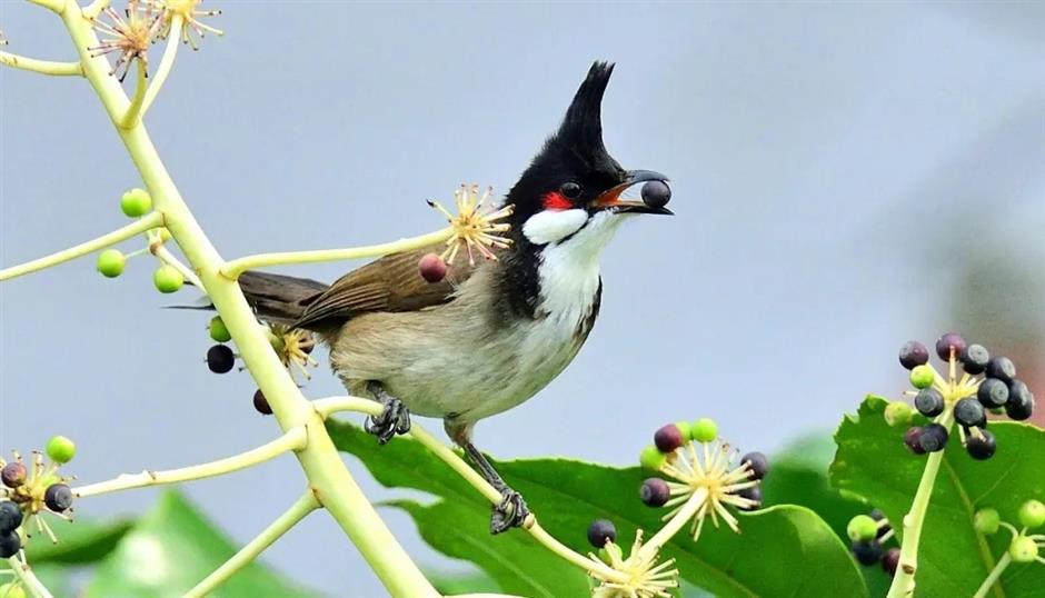 Bird species becomes new 'resident' of Shanghai