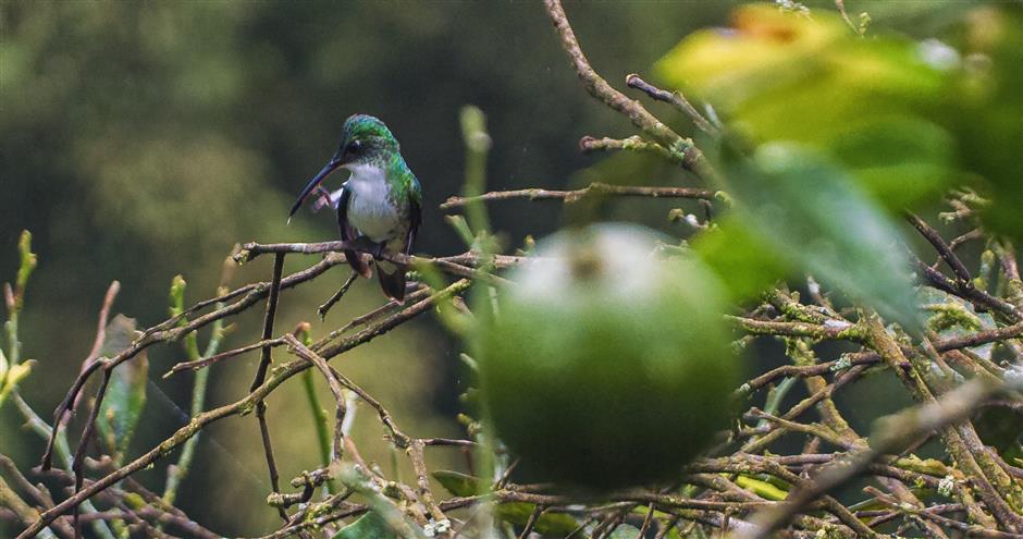 Lockdown in an exotic locale yields a natural world of biodiversity