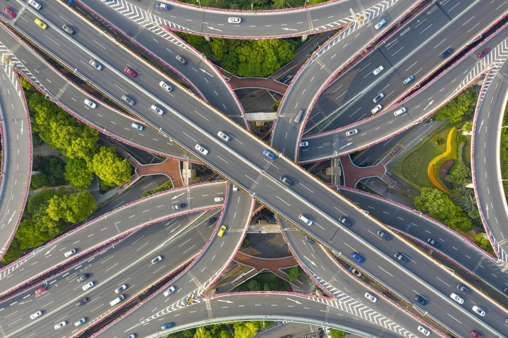Chinese roses decorate city's elevated roads SHINE News