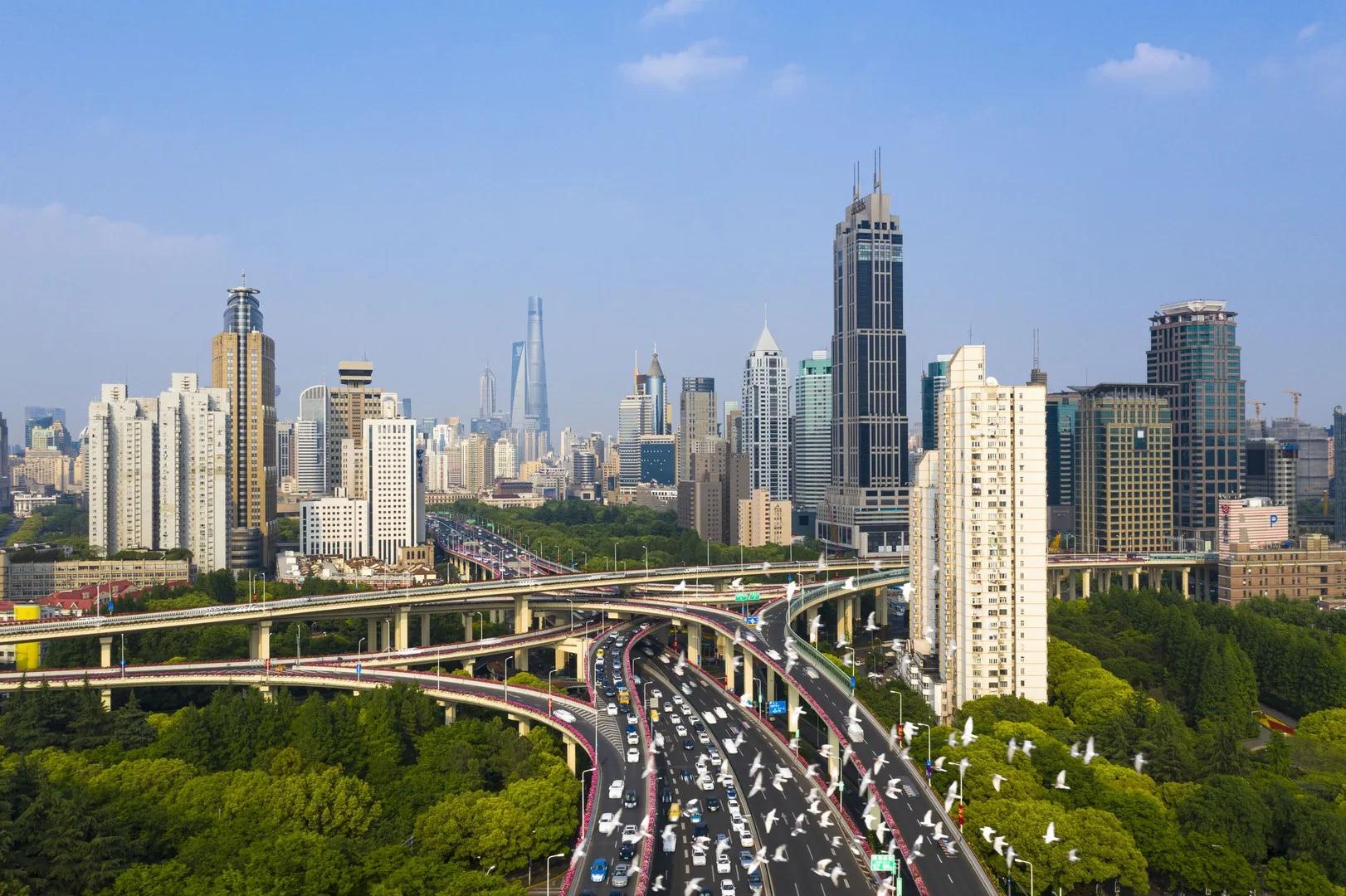 Chinese roses decorate city's elevated roads SHINE News