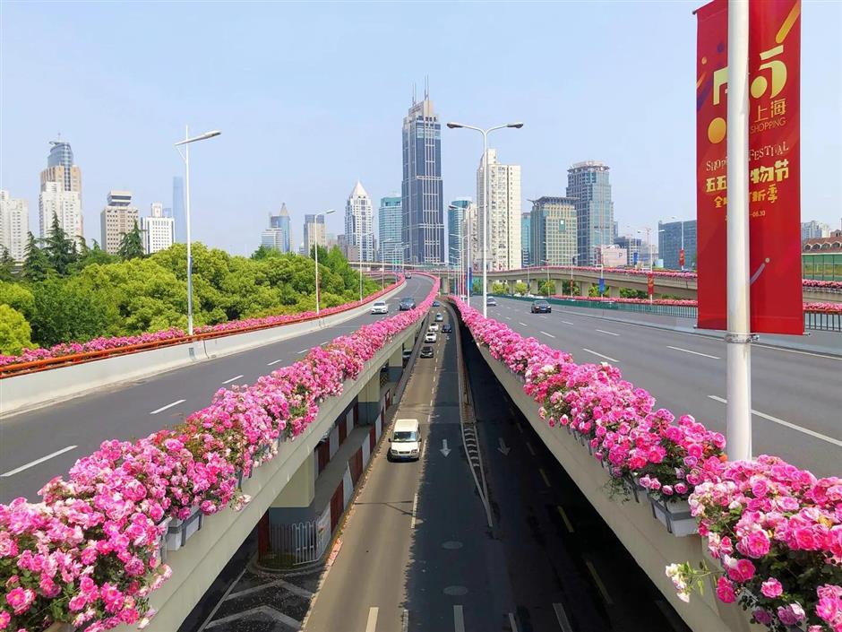 Chinese roses decorate city's elevated roads