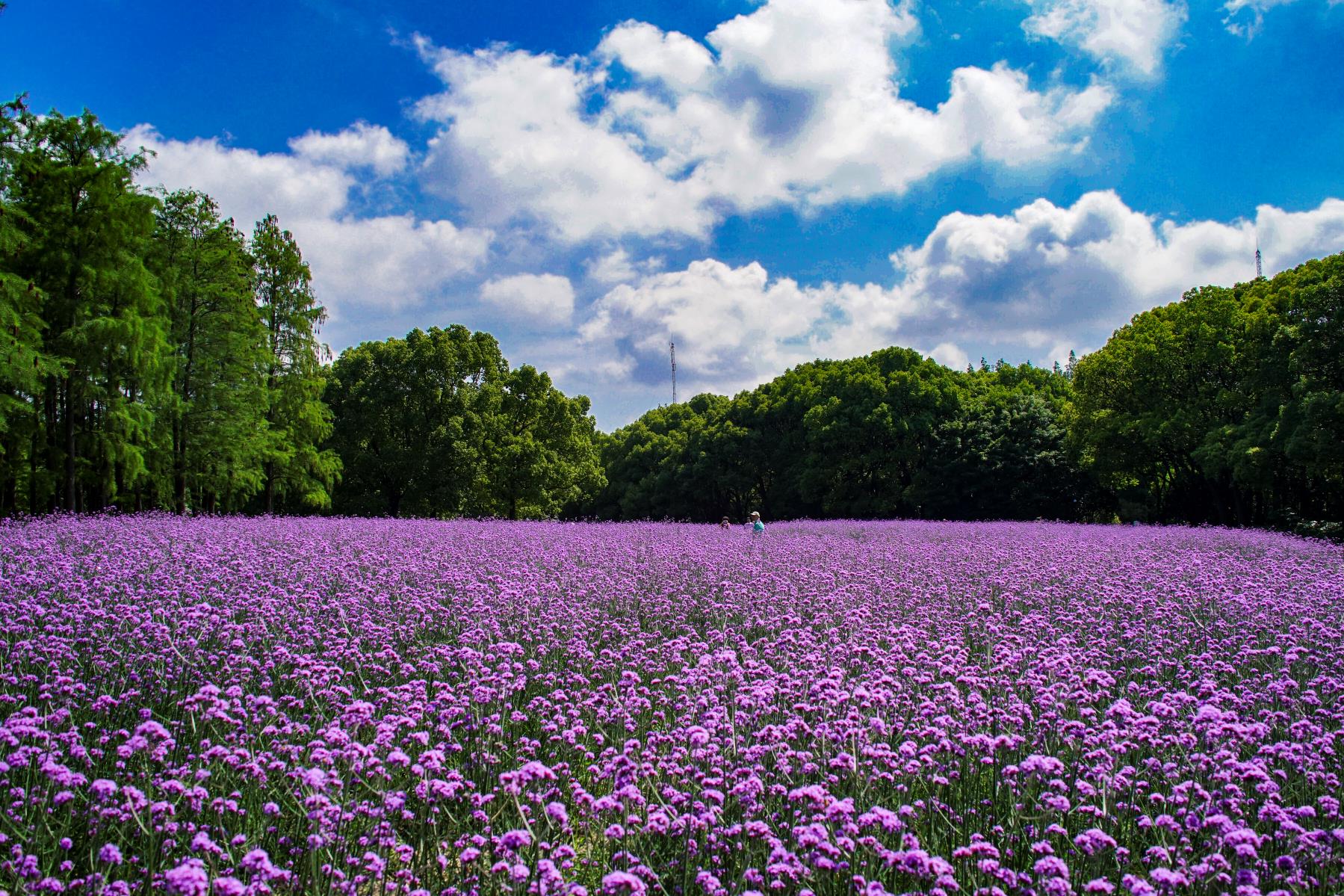 Gongqing Forest Park awash in sea of verbena The Official Shanghai