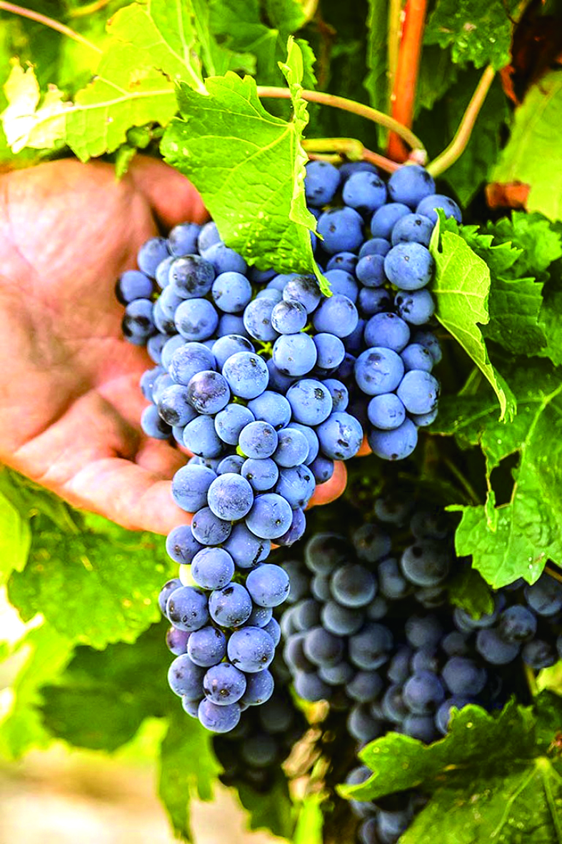 fat-busting wine for healthy life