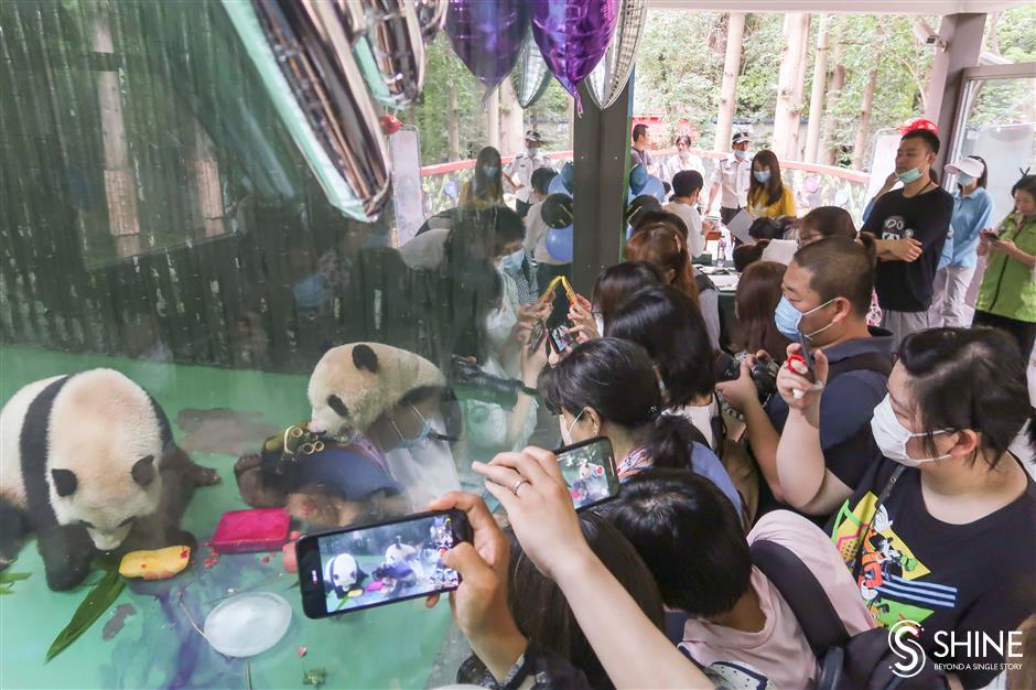 Zoo pulls out stops for panda birthday bash