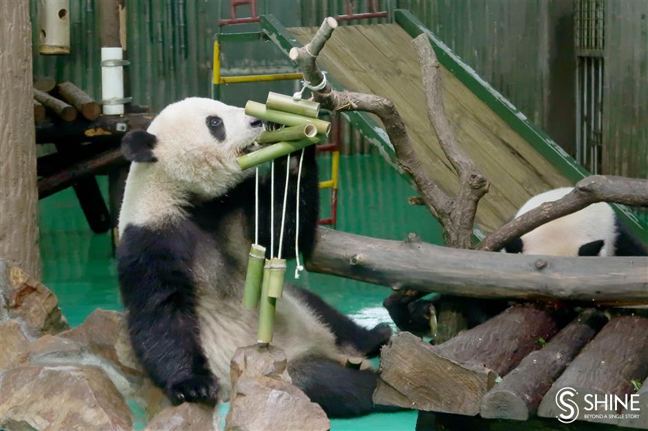 Zoo pulls out stops for panda birthday bash