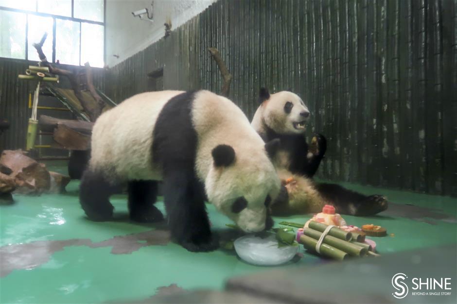 Zoo pulls out stops for panda birthday bash