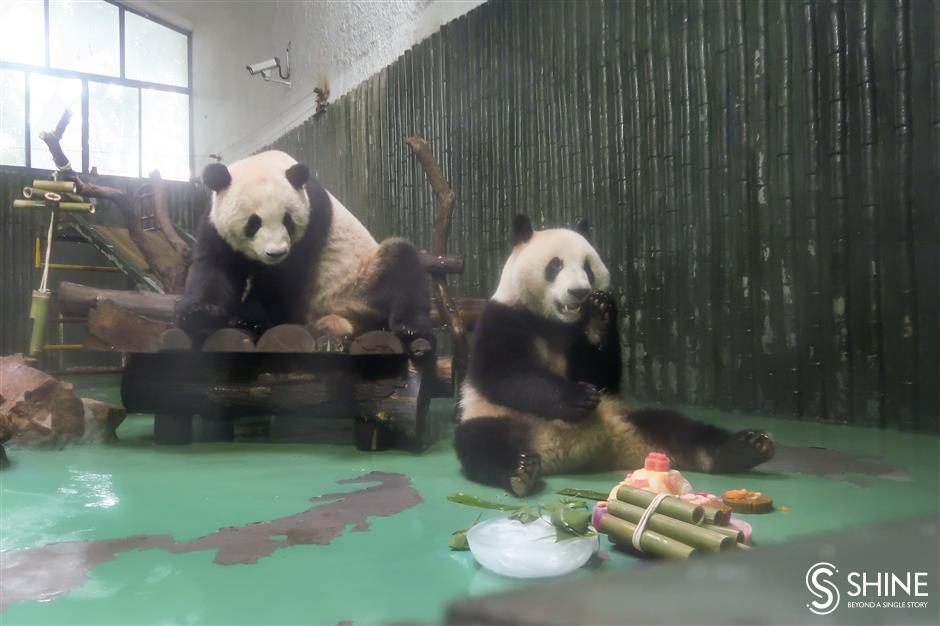 Zoo pulls out stops for panda birthday bash