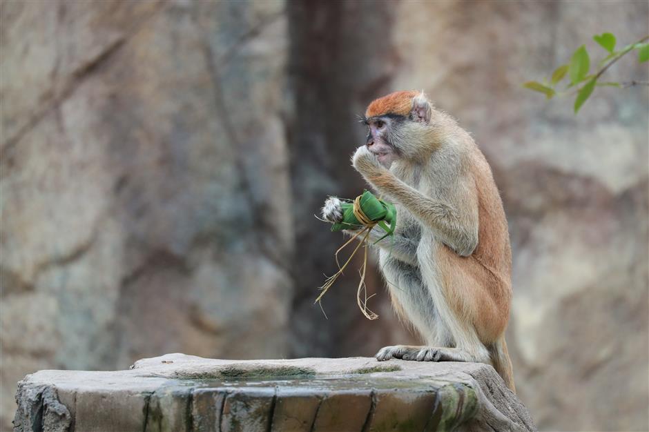 Zoo critters enjoy festival feast zongzi