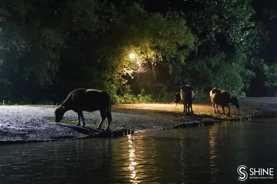 It's all right on the night at Shanghai Wild Animal Park