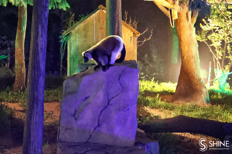 It's all right on the night at Shanghai Wild Animal Park