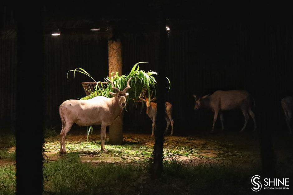 It's all right on the night at Shanghai Wild Animal Park