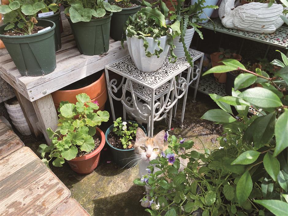 Gardeners bring new life into courtyards