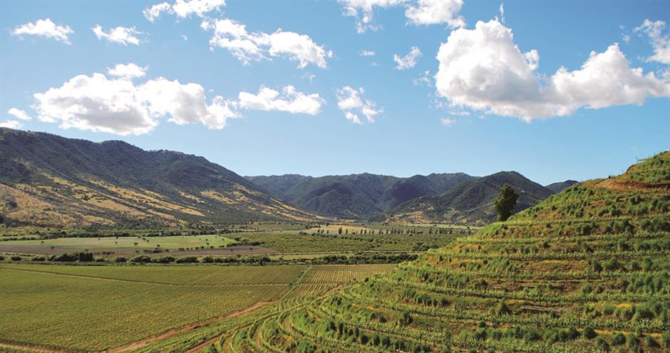 Summer freshening cucumbers and wines