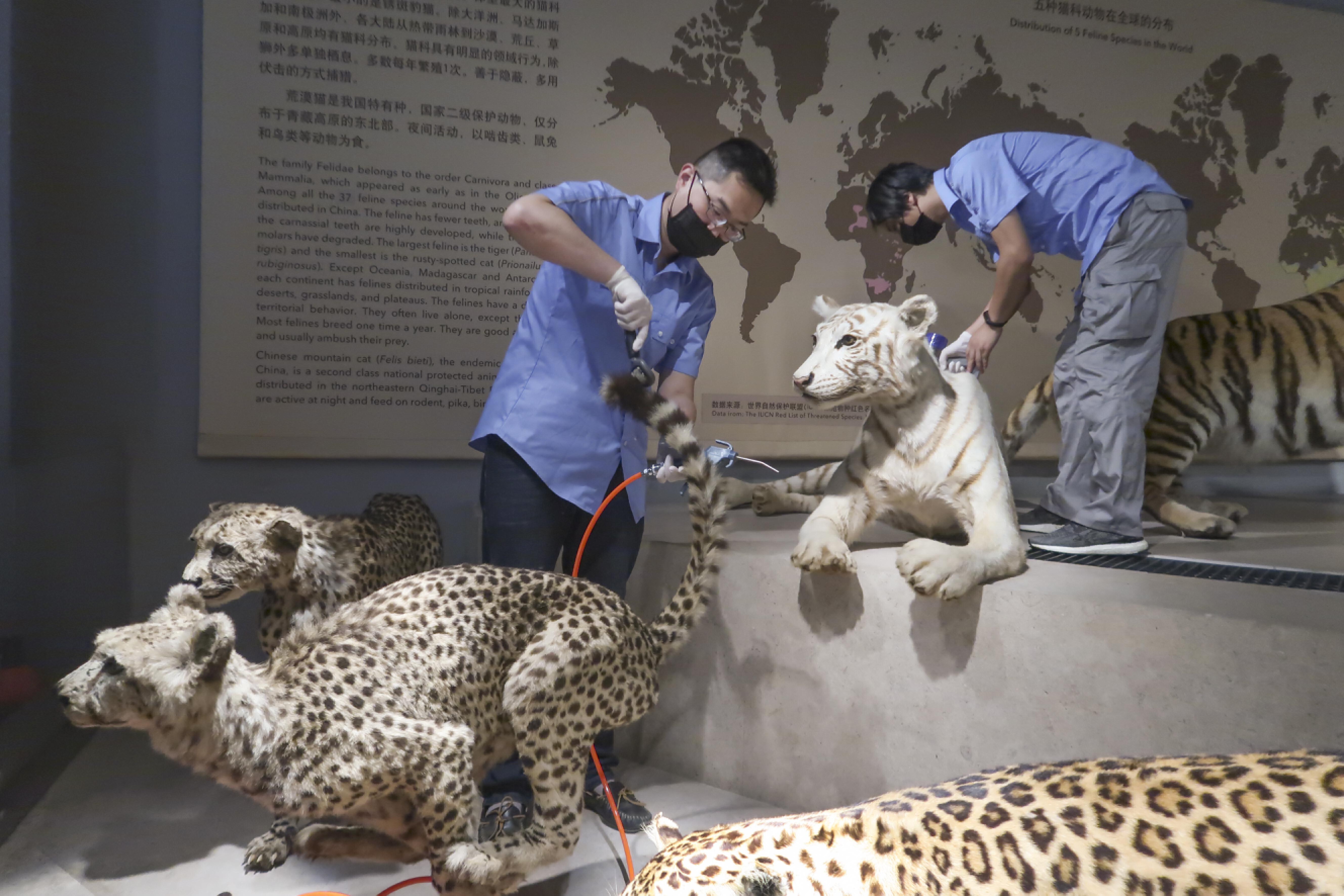 Taxidermists preserve creatures of the wild for generations to come