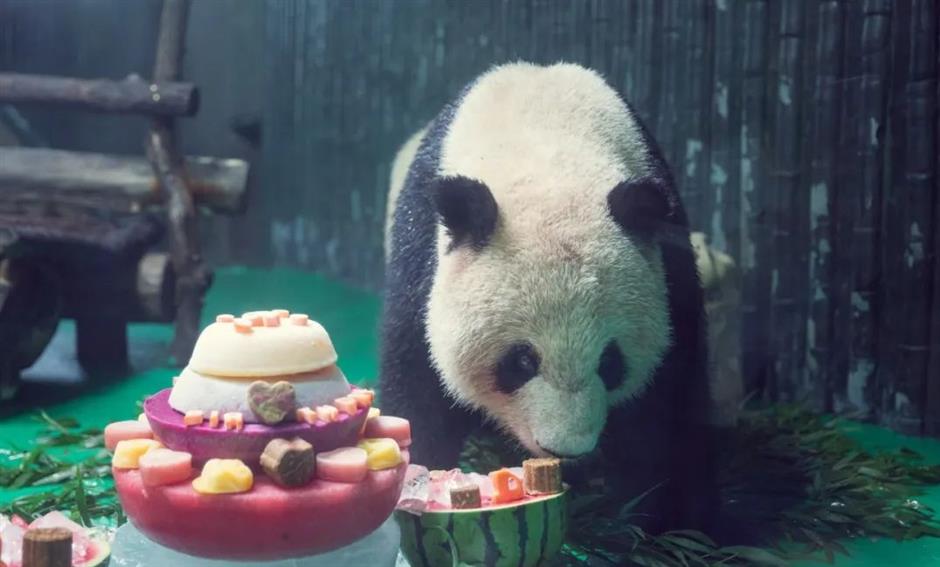 Shanghai Zoo puts on birthday treats for panda He Feng