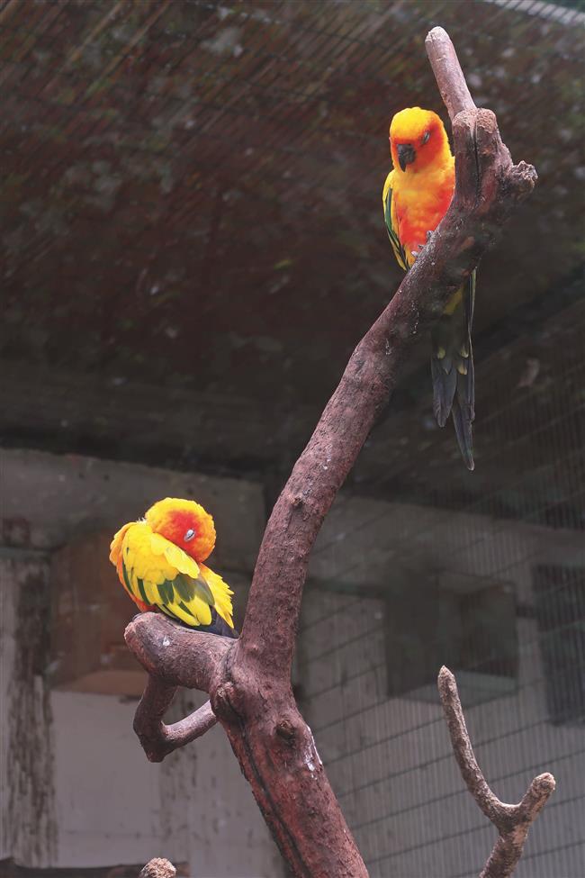 Beware Not All Household Pets Are Man S Best Friend Shine News