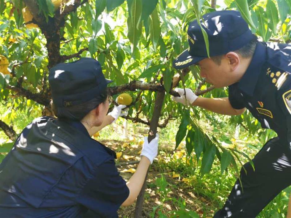 Nanhui peaches on their way to Singapore