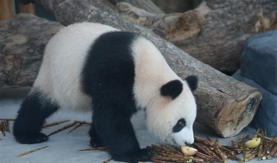 Giant pandas from Chengdu Research Base of Giant Panda Breeding make their debut in Hunan