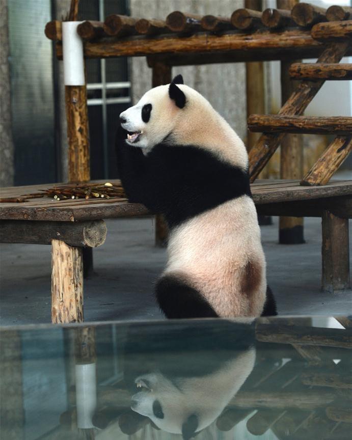 Giant pandas from Chengdu Research Base of Giant Panda Breeding make their debut in Hunan