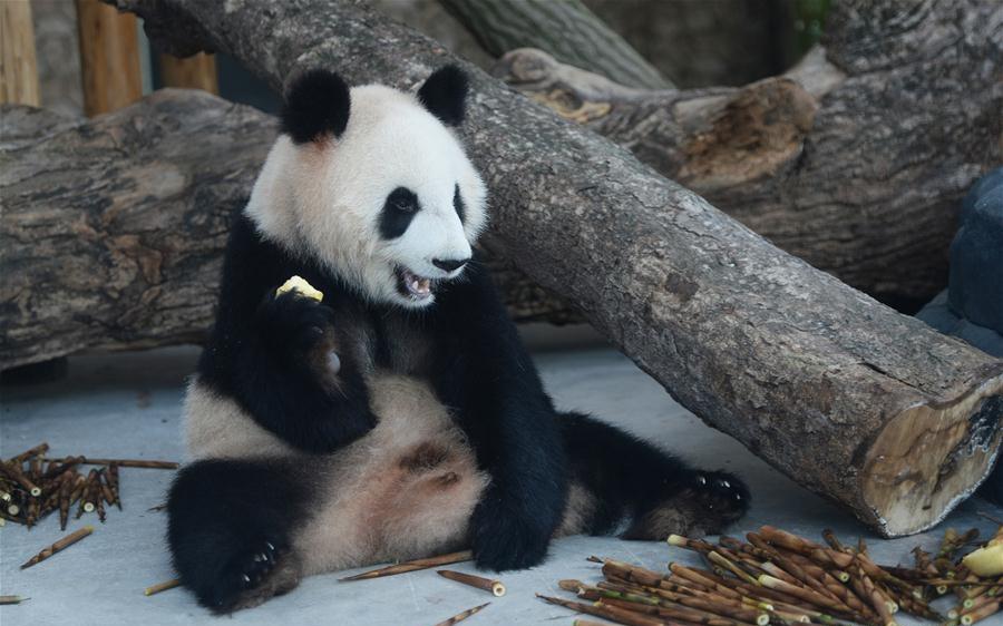 Giant Pandas From Chengdu Research Base Of Giant Panda Breeding Make