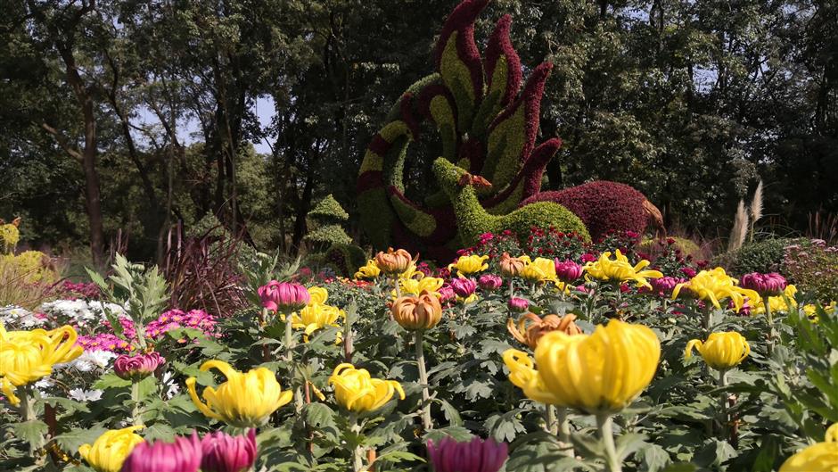 Forest park celebrates the chrysanthemum SHINE News