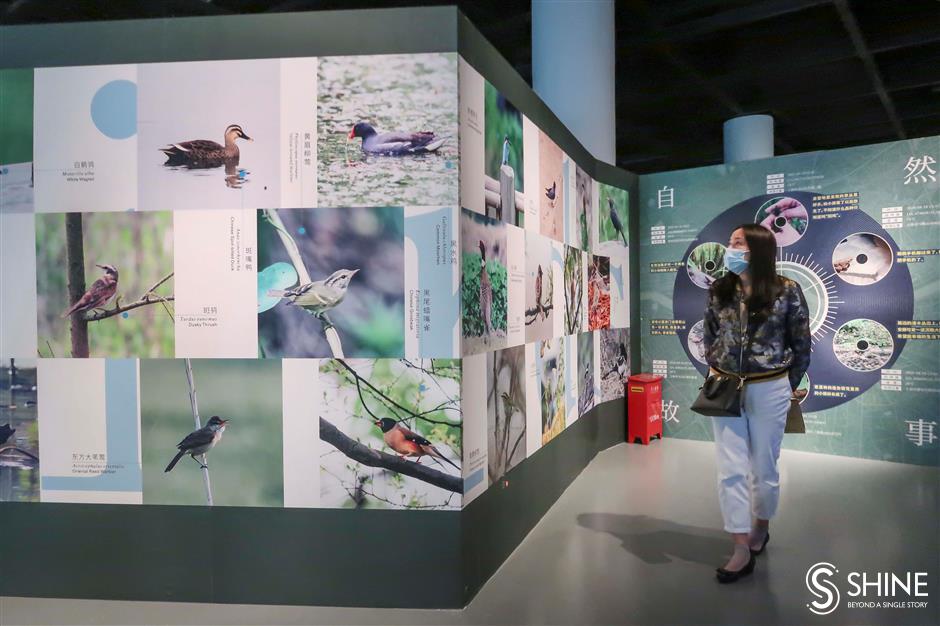 In Shanghais urban jungle, wildlife abounds