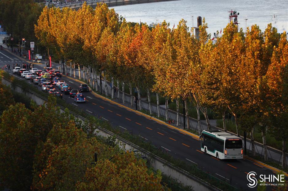 Autumn colors smile brightly on Shanghai