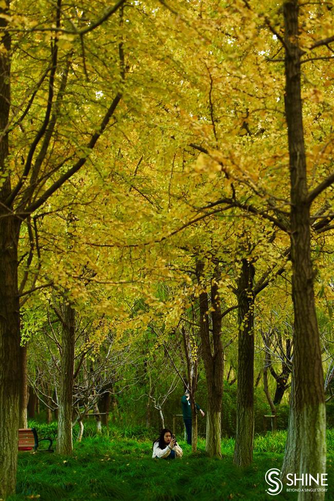 Autumn colors smile brightly on Shanghai