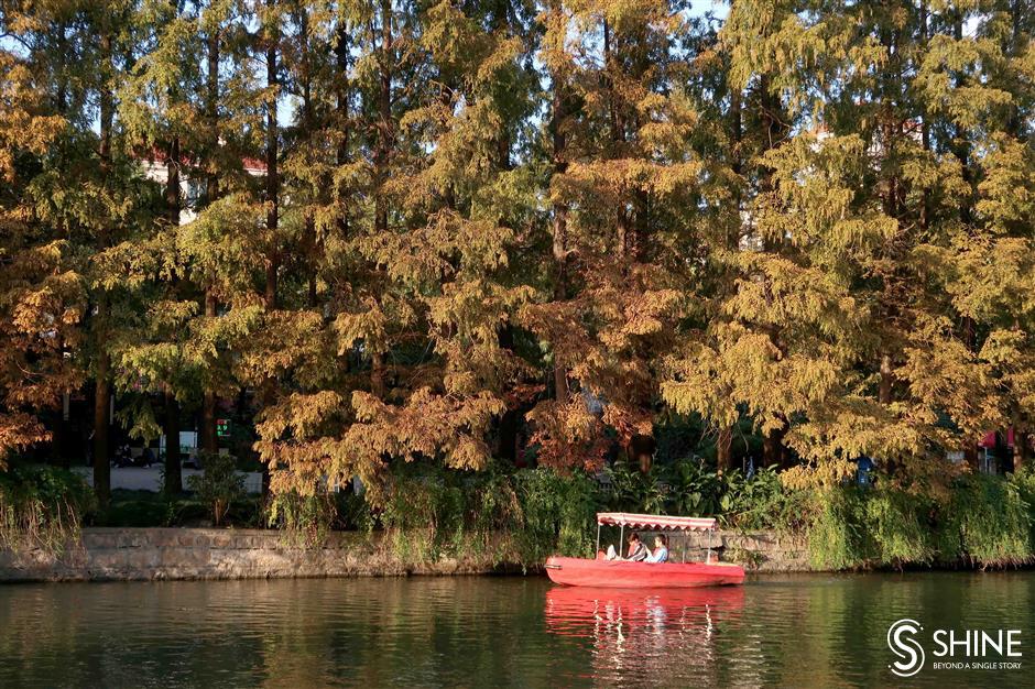 Autumn colors smile brightly on Shanghai