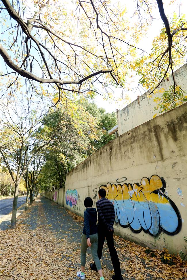 Autumn colors smile brightly on Shanghai