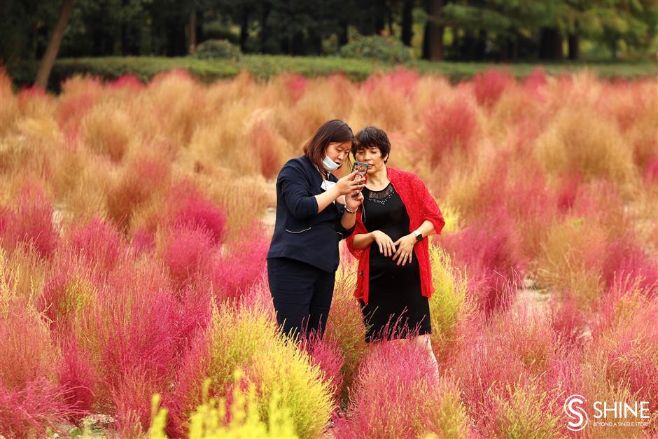 Autumn colors smile brightly on Shanghai