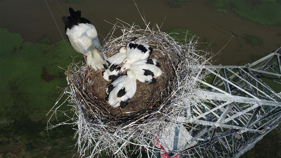 Electricity workers protect rare white storks