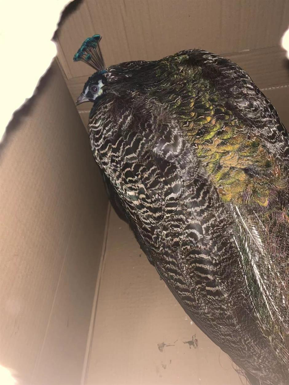 Peacock found sheltering in Metro station