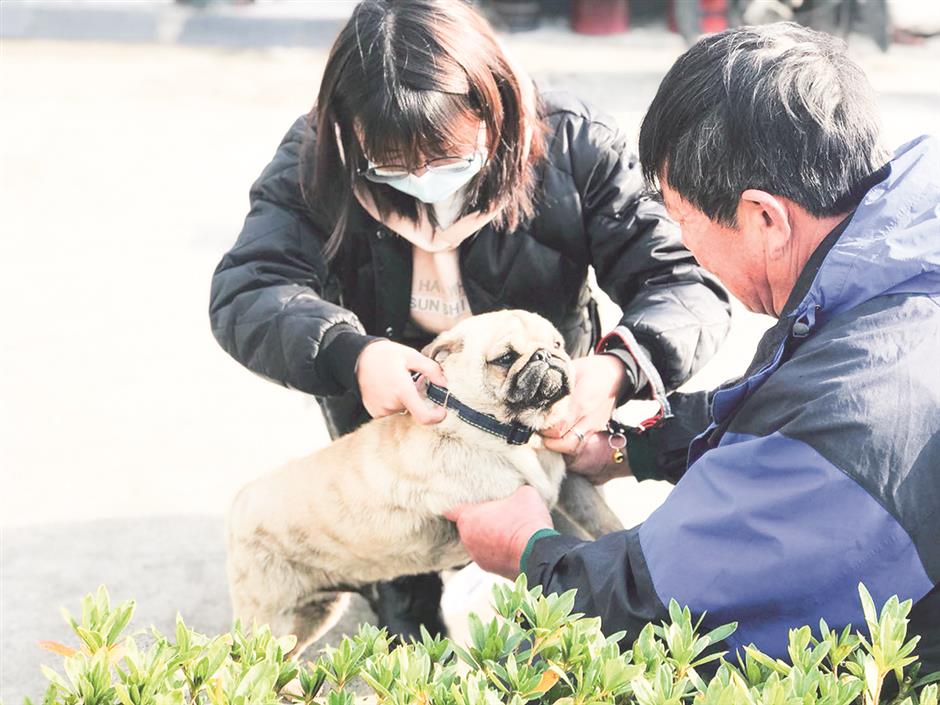 Village pets given rabies injections in Songjiang